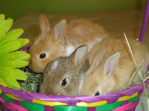 Cute Baby Bunnies For Sale 15 Ready To Go Anytime For Easter Call