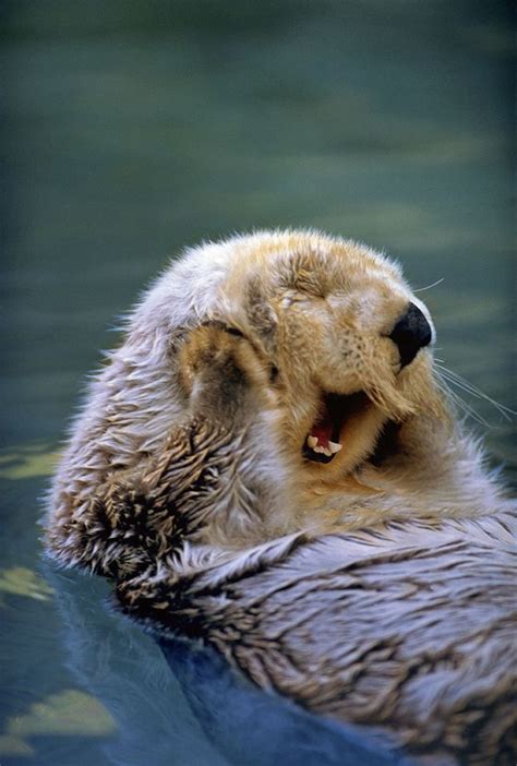The 21 Happiest Otters Ever Are Here To Brighten Your Day Make Me