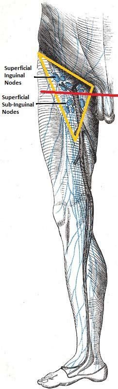 Lymphatic Drainage Of The Lower Limb Vessels Nodes Teachmeanatomy