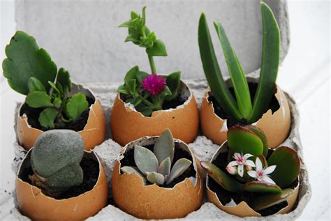 Unlike their outdoor siblings, plants grown indoors can't send roots deep down into soil to find minerals. Kids gardening: how to make an eggshell succulent garden