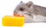 Rat Eating Cheese Images