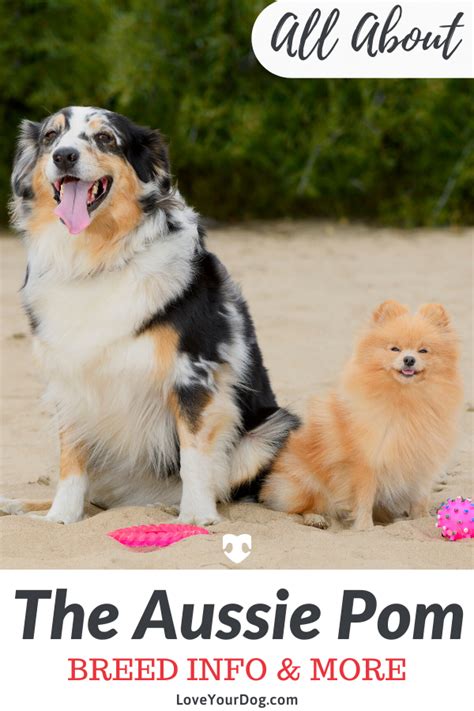 The Aussie Pom Is A Relatively New Designer Dog Breed She Can Be Mixed