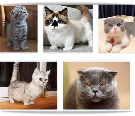 Scottish Fold Munchkin Cat Domestic Shorthair Cat