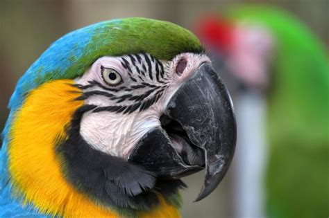 Why Your Parrots Beak Is Peeling Tips For A Healthy Beak