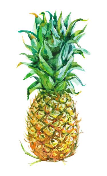 Choose from 3000+ pineapple graphic resources and download in the form of png, eps, ai or psd. Watercolor Pineapple Illustrations, Royalty-Free Vector ...