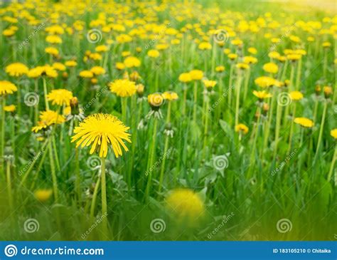 Green Meadow With Yellow Dandelions Field With Spring Flowers Stock