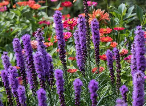 We did not find results for: Liatris: How to Plant, Grow and Care?