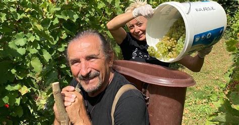 Poboljanja ali bol nije prestajao. Željko Bebek pokazao kako izgleda berba grožđa u njegovom ...