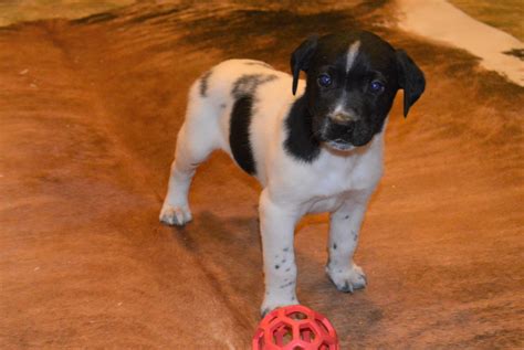 Their spots are black, and can sometimes carry smaller white patches on their body. Black and White Spotted Puppy