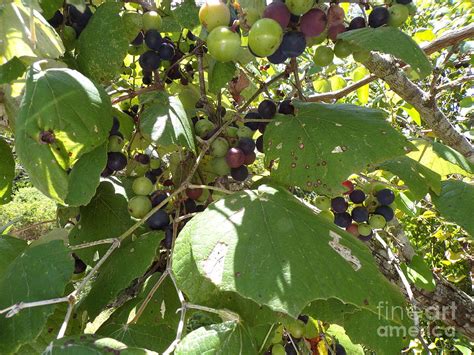 What are the best grapes to grow for wine and table? Texas Muscadine Grapes Growing Wild On Mesquite Tree ...