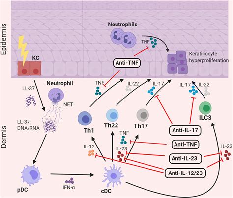 The Tnf Il Il Axisheadtohead Trials Comparing Different Biologics In Psoriasis