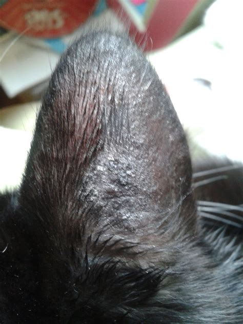 Cat Has Crusty Ears Toxoplasmosis