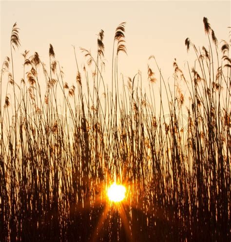 Sunset In The Reeds Stock Image Colourbox