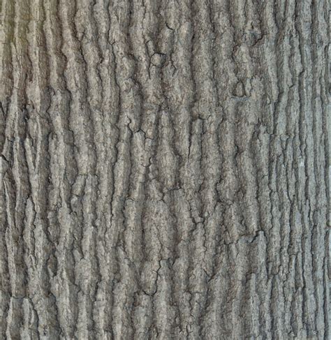 Northern Red Oak Elm Tree Bark Texture Texture Inspiration