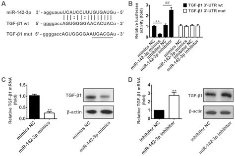 microrna‑142‑3p inhibits trophoblast cell migration and invasion by disrupting the tgf‑β1 smad3