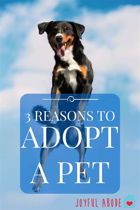 3 Reasons To Adopt A Pet
