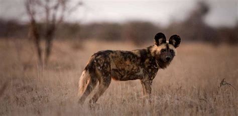 Hyena Vs Wild Dog How Different Are They Really Rhino Africa Blog