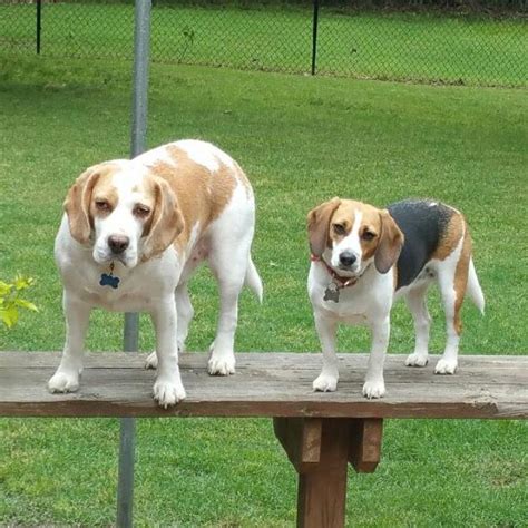 Size Difference Between A German And American Beagle Rbeagle