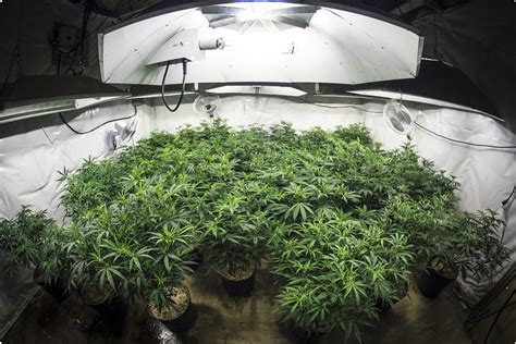 And the entire process isn't as easy as it sounds, at least to some beginners. Which Growing Lights Are Better for Indoor Weed Plants ...