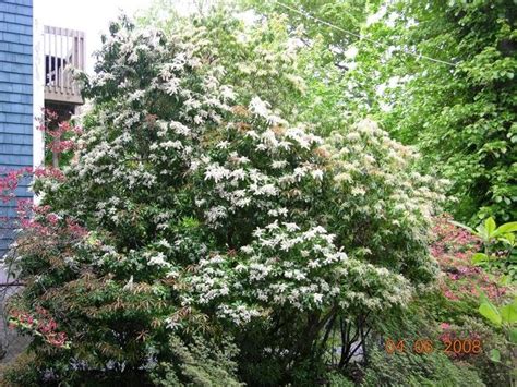 While no plant is while plants can grow into large trees, a great number of smaller shrubby varieties can be found at. Victoria Gardens: Large scale evergreen shrubs: Pieris ...
