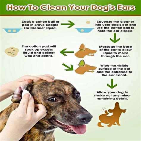 How To Clean A Dogs Ears Uk Brewqm