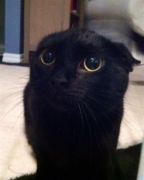 Scaredy Cat Afraid Of Camera Cute Cats Cats Black Cat