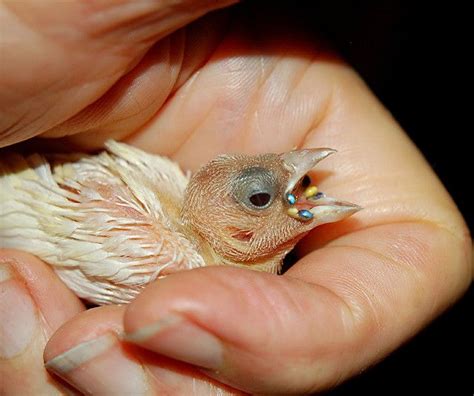 A Lovely Handful Baby Gouldian Finch Finches Baby Yellow Baby