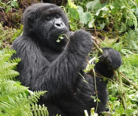 Mountain Gorilla Facts For Kids