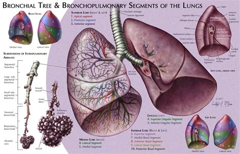 Bronchial Tree And Bronchopulmonary Segments Of The Lungs