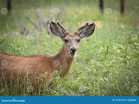 Funny Buck Deer Stock Image Image Of Basin Background 74197143