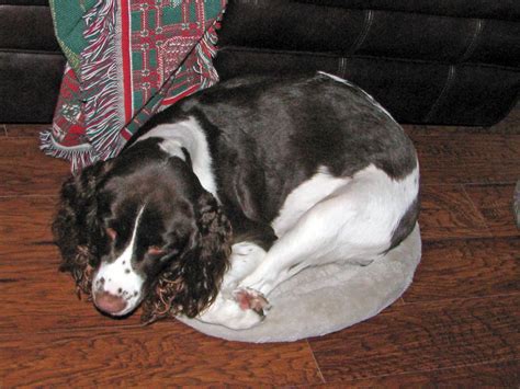 Gracie Not On Her Bed But She Is Making It Her Bed English Springer