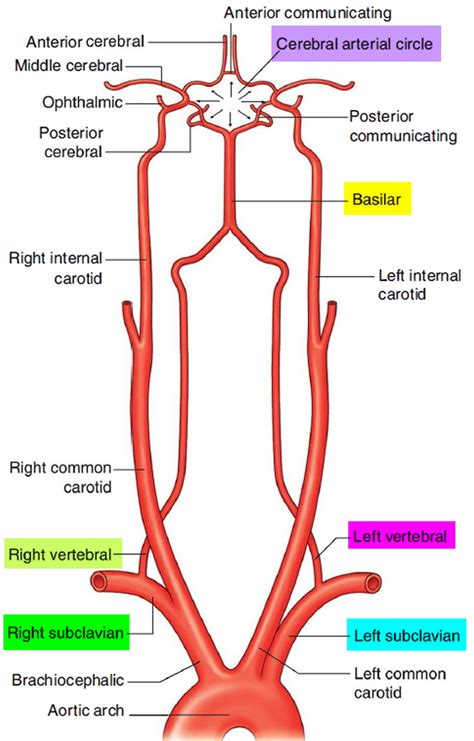 Left And Right Subclavian Artery Function Branches Stenosis