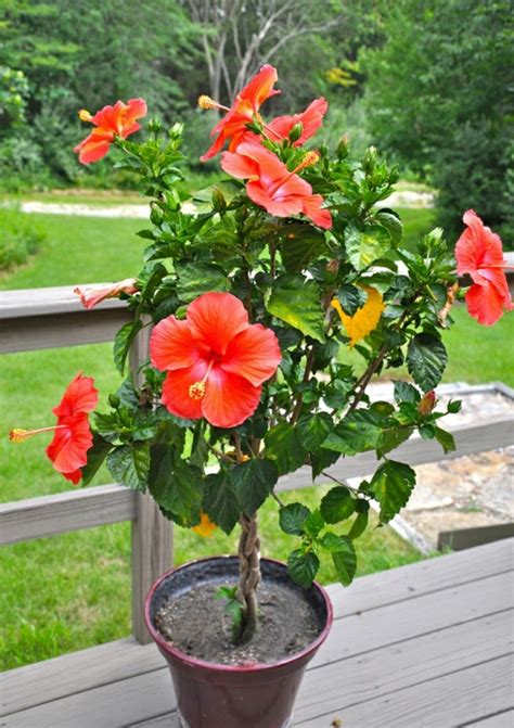 Herbata z hibiskusa działa przeciwzapalnie, moczopędnie, antyseptycznie. Hibiskus schneiden: Wann ist die richtige Zeit dafür und ...