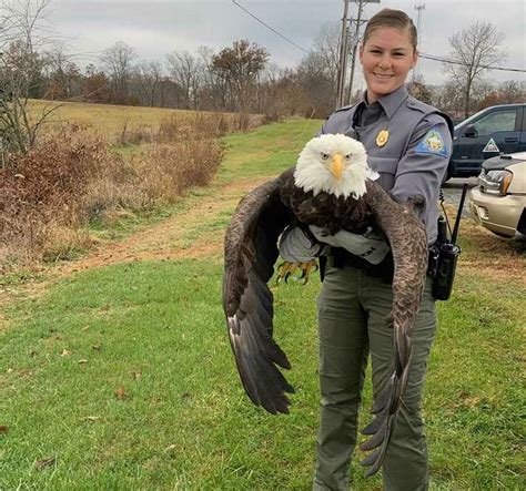 Bald Eagle With Broken Wing Rescued After Found Shot In Missouri