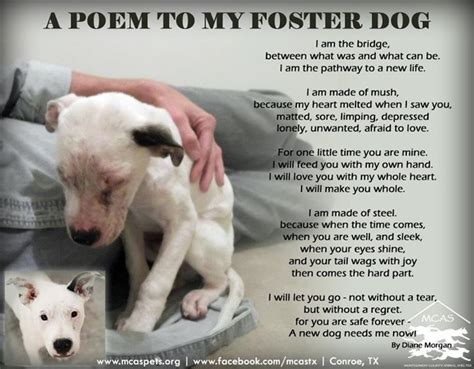 A Poem To A Foster Dog Foster Dog Dog Poems Foster Dog Mom