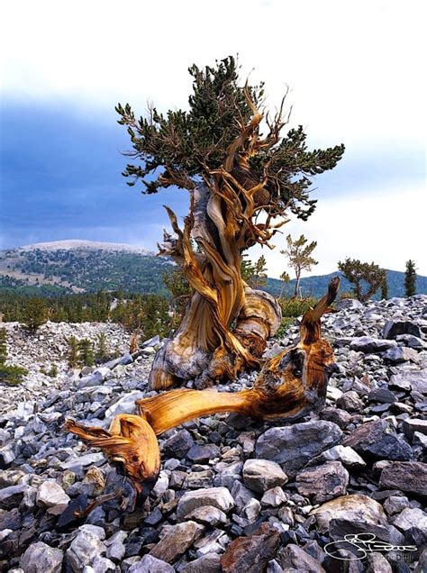 Nevada State Tree Bristlecone Pine Weird Trees Old Trees