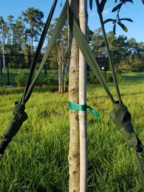 Stake New Trees Correctly To Help Them Grow Strong And Healthy