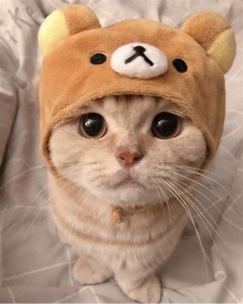 Bff Got This Bear Hat For My Cat To Recreate An Adorable Instagram Post