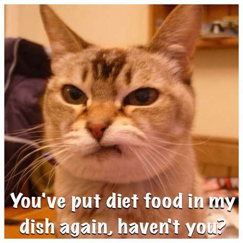 Funny Cat And Diet Food Cat Memes Kitty Cat Humor