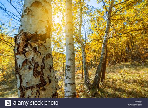 Birch Trees In A Autumn Forest In November Stock Photo Alamy
