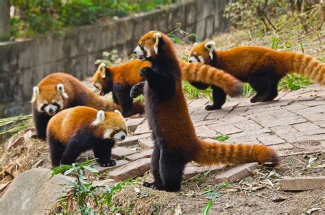 32 Best Red Panda Images On Pinterest Wild Animals Red Pandas And Rouge