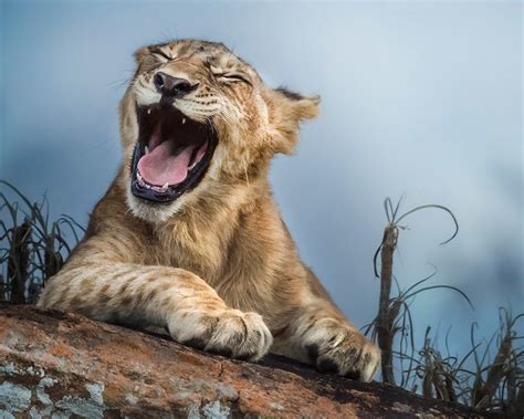 Wallpaper Lion Yawn Animals Close Up 1920x1200 Hd Picture Image
