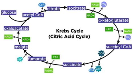 Tahapan Siklus Krebs Dan Fungsinya Pada Jaringan Organisme