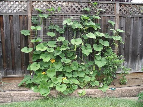 Growing Squash On A Trellis Fenced Vegetable Garden Diy