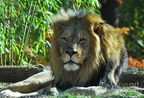 African Male Lion Photograph By Darin Bokeno Fine Art America