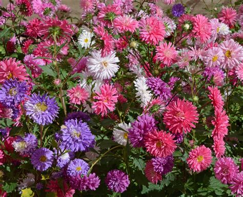 50 Pcs Aster Crego Mixed Colors Flower Seeds Callistephus Chinensis