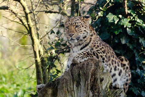 Colchester Zoo Leopard 0 0 32 22 64 56 128 128 192 19 Flickr