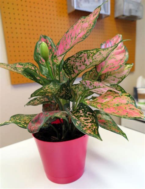 Dinamakan kantung sebab tumbuhan ini mempunyai sulur pada ujung daun yang membentuk seperti kantong. 11 Inspirasi Tanaman Hias Mini Untuk Meja Kerja; Usir Galau dan Bikin Hati Berbunga-bunga
