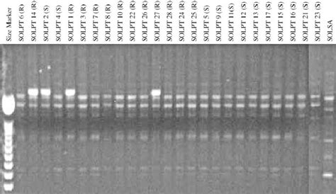 The Random Amplified Polymorphic Dna Rapd Profile Generated With