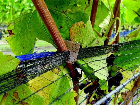 Scion Biodegradable Vine Clips Win Outstanding Collaboration Award